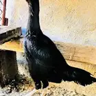 للبيع دجاجتين شامو الماني