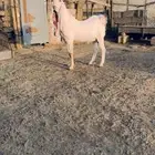 تيس فحل هولندي