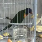 ببغاء لوري قمه فالولافه يحب يلعب بس تم البيع تابعو اعلاناتي