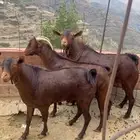 للبيع فحول تيوس دهم