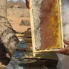 عسل طلح حايل لا تدفع ولا ريال