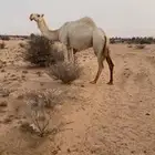 ناقه لقحه شرط