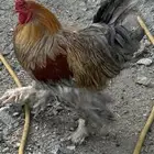 ديوك براهما