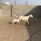 رغوث حريه