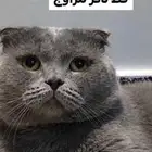 تزاوج قطط