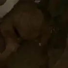 حاشي للبيع تحت امه على حليب شرق الدوادمي
