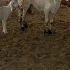 حريه تامه شبب تحتها خروف