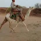 قعود السن لقي دخل جذع طايع على شرط القعود