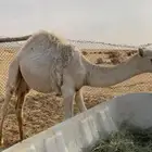 للبيع قعود