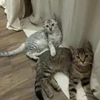 قطط للتبني اهم شي مخافة الله فيهم