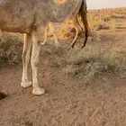 للبيع بكره حقه حسيونيه واصلها طيب والي يبي يقصبها