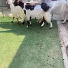 معزا صمع بفحلها