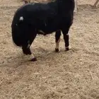 طلي مهجن حري وسواكني العمر 3 شهور