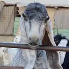 السلام عليكم للبيع التيس العارضي الكفو السن جذع