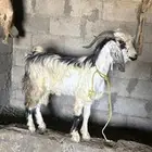 تيس عارضي السن ثني السوم 1250. خروف جذع السوم 1000