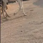 بكره وضحا حقه باتليه غفل ماعليها وسم