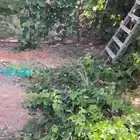 اشجار حمضيات للبيع
