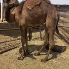 بكره حمرا 10شهور حليب