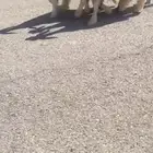 الرخال نجد صنف