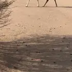 للبيع بكر ثنيه مبيوع حاشيها (( تم البيع))