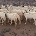 مواشي