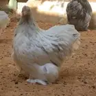 دجاج كوشن سبلاش TOP