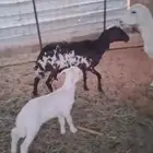 شياه وليد للبيع