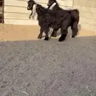 تيوس فحول