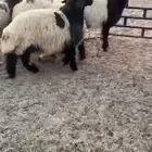 رخال نعيم صنف