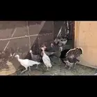 القصيم البدايع