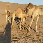بكره جهل للبيع