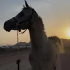 حصان شعبي