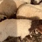 بهم نعيمي