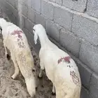 سواكنيات جذعان فيه ثني واحد او ثنين