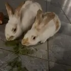 ارانب بلدي فاخر للبيع