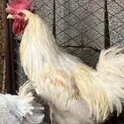 للبيع ديوك فواخر جروم