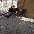 صوص بلدي محصن