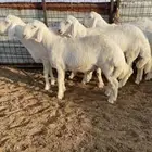 مشاريع فحول حريات صنف الصنف
