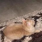 ذكر عمره شهرين ونص