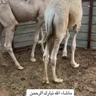 قعودين مفاريد