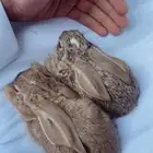 ارانب بريه