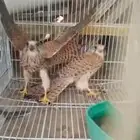 شبوط
