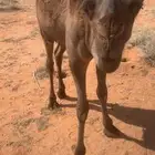 حشو طيبات على حليب امهاتهن