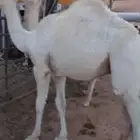 حاشي للبيع 2