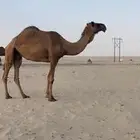 شعلا للقحه