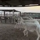 غنم طيبه