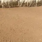 حريات صنف