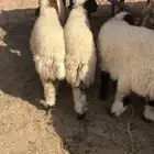 للبيع بهم