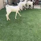 العدد 4 جذعات ملاقيه الفحل