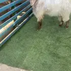 فحل جذع مشروك